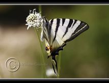 Flambé (Iphiclides podalirius) - Papilionidae 