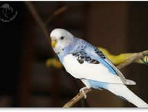 Oui-Oui la perruche ne manque pas de vie...et d'audace ! (Perruche ondulée - Melopsittacus undulatus) - Psittacidés