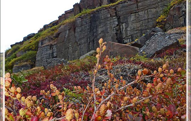 Bouleaux nains arctiques, Arctic dwarf birchs (Betula nana) parés toutes leurs couleurs automnales - Edinburgh Island - Nunavut - Canada