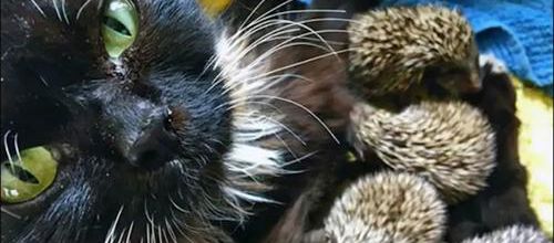 Une maman chat adopte 8 bébés hérissons
