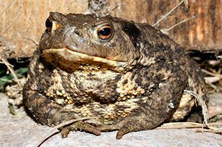 Le crapaud