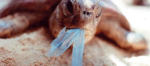 Sacs plastiques