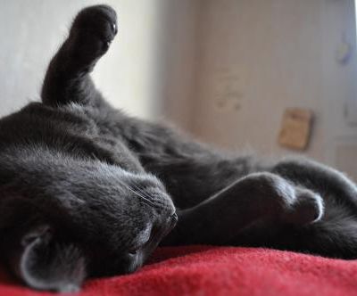 Quel critère a permis le rapprochement entre le chat et nous ?