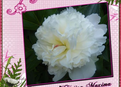 Les Pivoines Indémodables !!