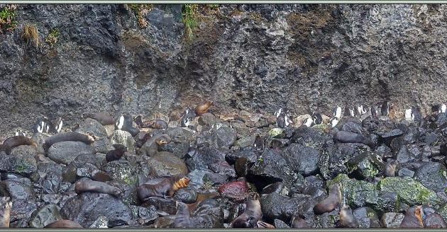 Cohabitation entre les Otaries à fourrure et Gorfous de Moseley - Gough Island - Tristan da Cunha