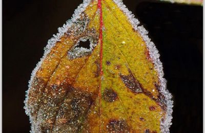 Feuille (3) - Givre