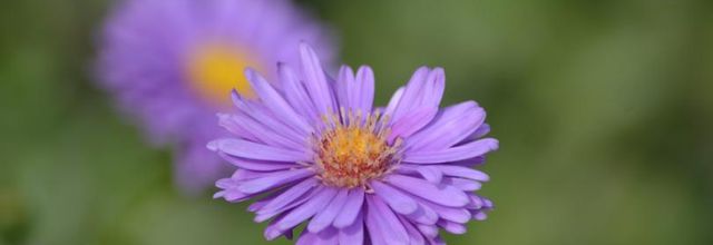 Rambouillet : Abeille mellifère 