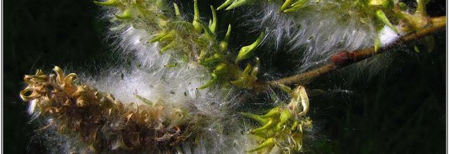 Saule Marsault (1) - Salix caprea