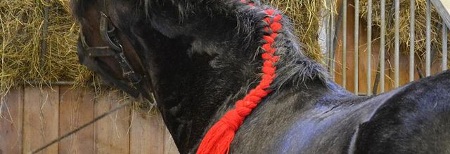 51ème édition du Salon de l'Agriculture : Les Percherons