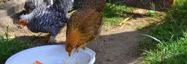  de l 'oeuf à la poule 