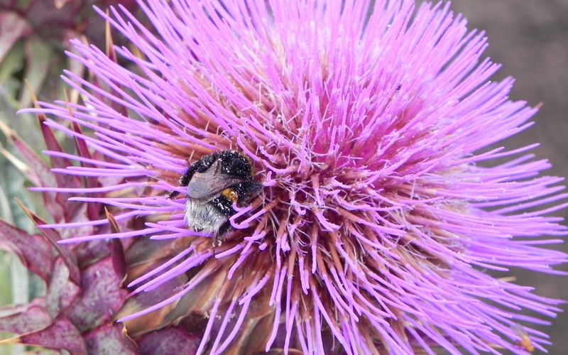 LE BOURDON SUR LA FLEUR