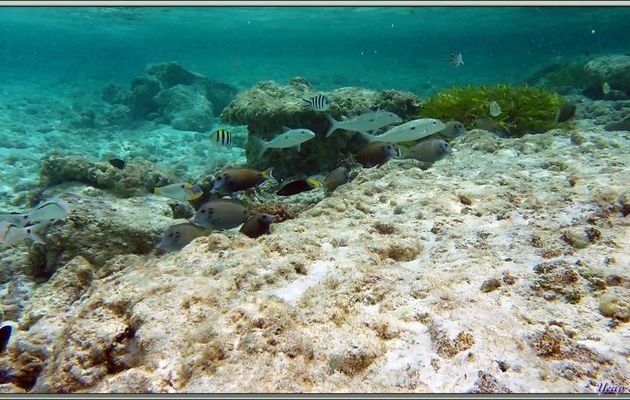 Divers poissons visibles près de la barrière de récif - Bird Island - Seychelles
