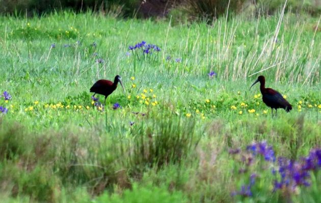 des Ibis falcinelle