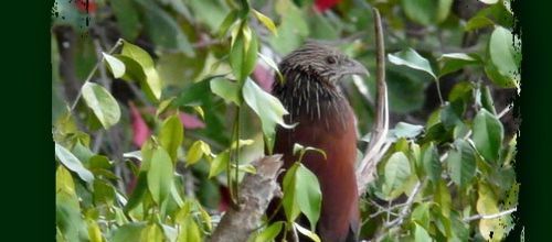 Le coucal