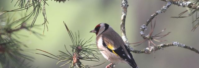 Les oiseaux du jardin en mars...en direct de l'éclipse !