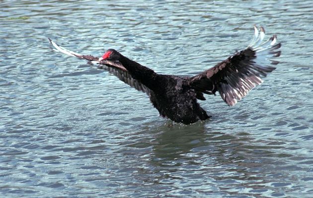 L'envol du cygne noir - Ars-en-Ré - Ile de Ré - 17