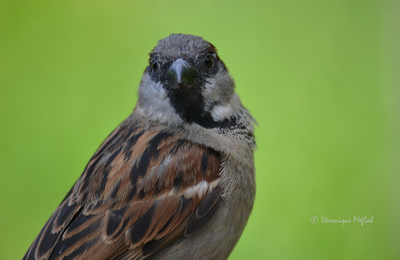 Les photos du week-end : Le moineau ou le "piaf" et citation
