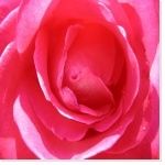 La fleur
