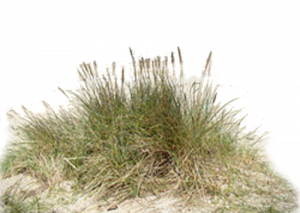 La plage de la Turballe du coté sauvage des dunes
