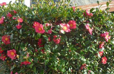 bonjour et bon jeudi a tous