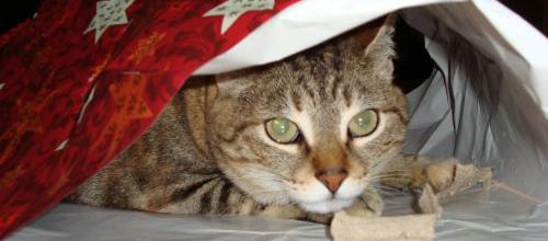 Des chats au pays des Tsars