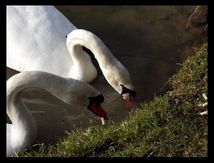 Cygnes tuberculés (Cygnus olor) autour de l'Etang de Bussy Saint Georges