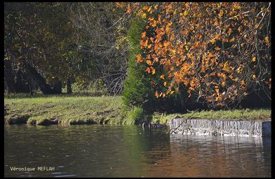 L'AUTOMNE