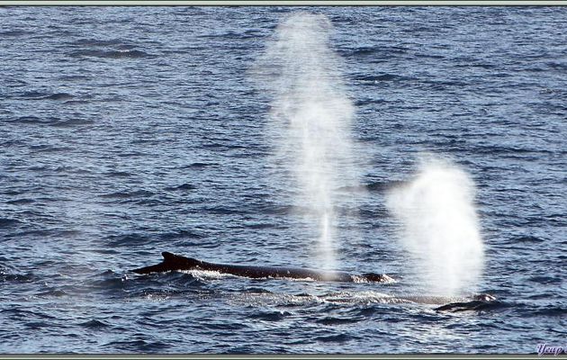Pendant plus de deux heures nous allons observer une troupe de baleines à bosse appelées aussi "jubartes" - Baie de Dallmann - Iles Melchior - Péninsule Antarctique