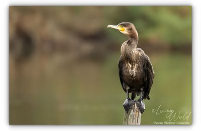 Grand Cormoran après la pêche
