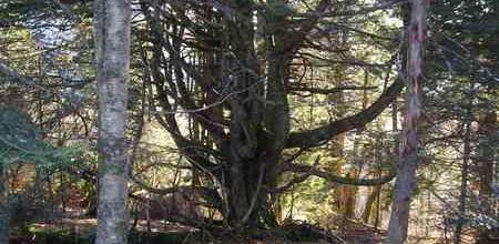 Arbres tourmentés
