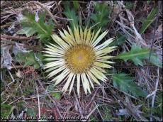 (J14) Borce / Col du Somport_18km_ 14 septembre 2013 (2)