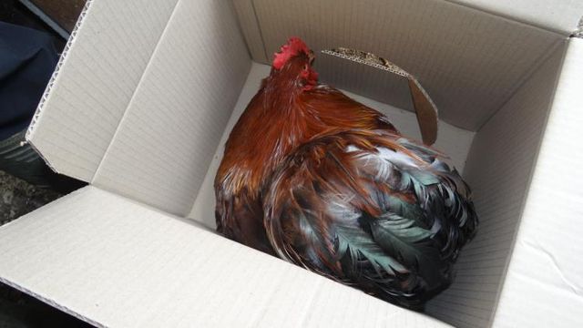Un coq Orpington