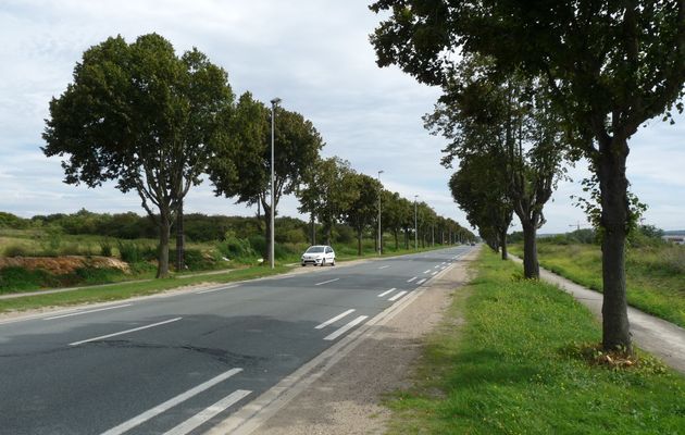 Dites non à la consultation sur l'ababattage des arbres le long de la RD190 et de la RD30