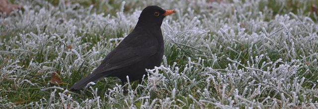 Rambouillet : Merle noir en hiver 