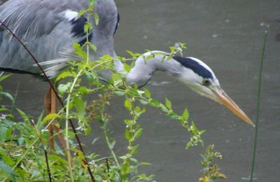 Parc aux Oiseaux de Villars les Dombes