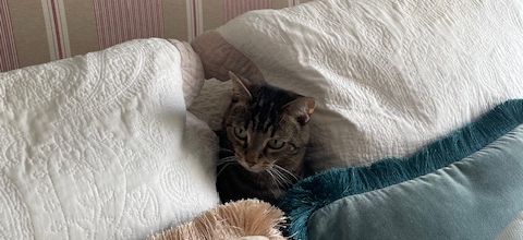 Les chats ne sont pas ce que vous pensez...