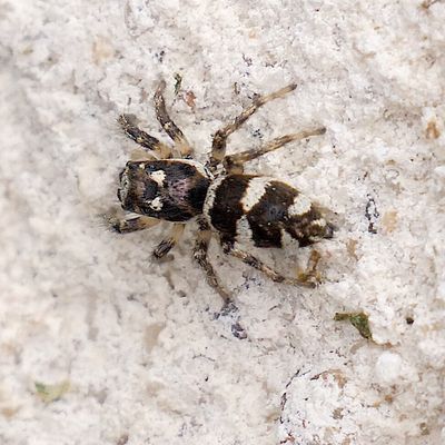 Les araignées (2)  Des araignées sur les murs