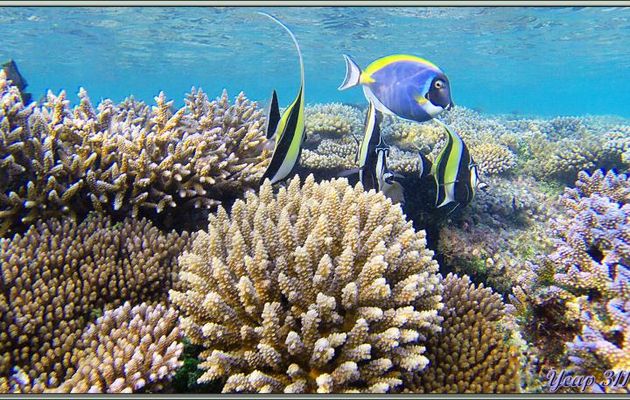 Idoles des Maures ou Zancles cornus et Chirurgien à poitrine blanche (Zanclus cornutus et Acanthurus leucosternon) - Athuruga - Atoll d'Ari - Maldives