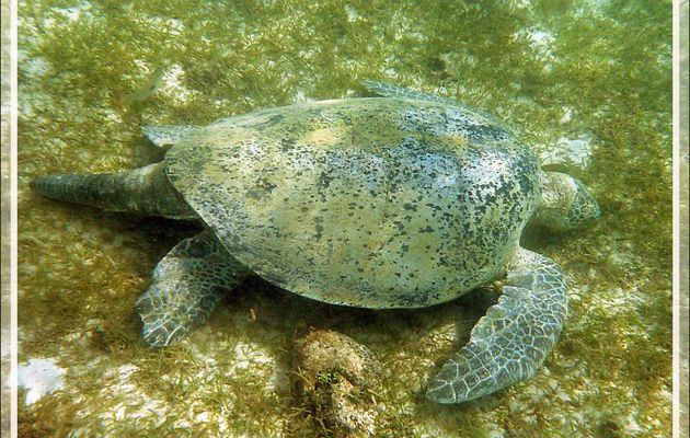 Tortue verte ou franche, Green turtle (Chelonia mydas) - Nosy Sakatia - Madagascar