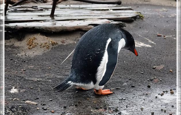 Ce Manchot papou ramasse des cailloux pour faire son nid - Grave Cove - West Falkland (Malvinas, Malouines) - Grande-Bretagne
