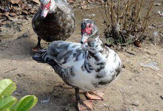 des canards et ...
