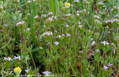 Sherardia arvensis - shérardie des champs   