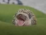 Blagounette