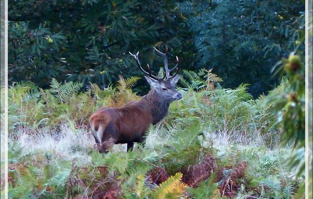 Derniers soubresauts pour le brame du cerf - Lartigau - Milhas - 31