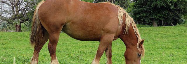 des chevaux à Cabarceno