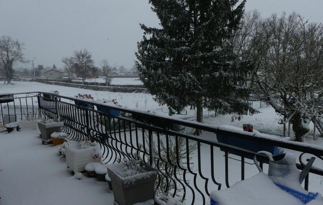 DERNIERE  NEIGE  ET  PETITES  FLEURS  PRINTANIERES 