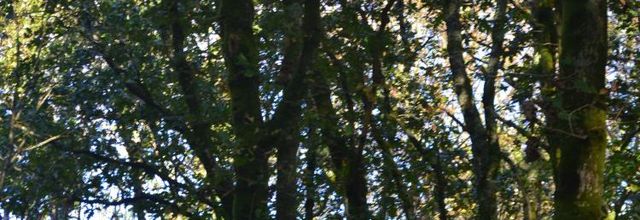 les arbres et l 'été 