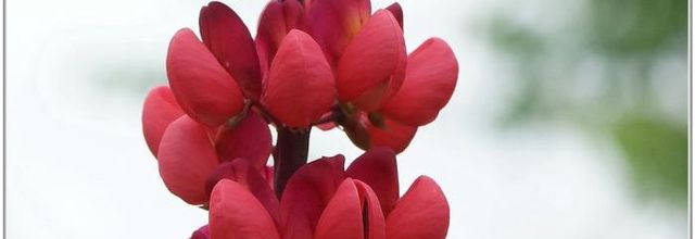 Lupin (1) - Lupinus