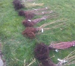 plantation d'une haie fleurie