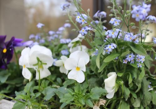 Le printemps arrive !